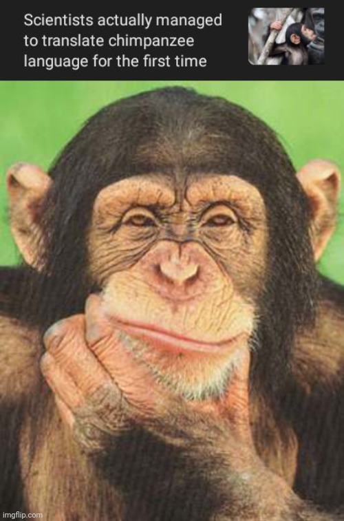 Chimpanzee language | image tagged in chimpanzee thinking,chimpanzee,language,science,memes,chimps | made w/ Imgflip meme maker