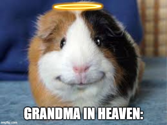 happy guinea pig | GRANDMA IN HEAVEN: | image tagged in happy guinea pig | made w/ Imgflip meme maker