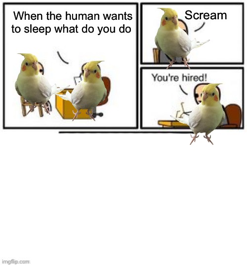 Goodbye sleep | Scream; When the human wants to sleep what do you do | image tagged in your hired,bird | made w/ Imgflip meme maker