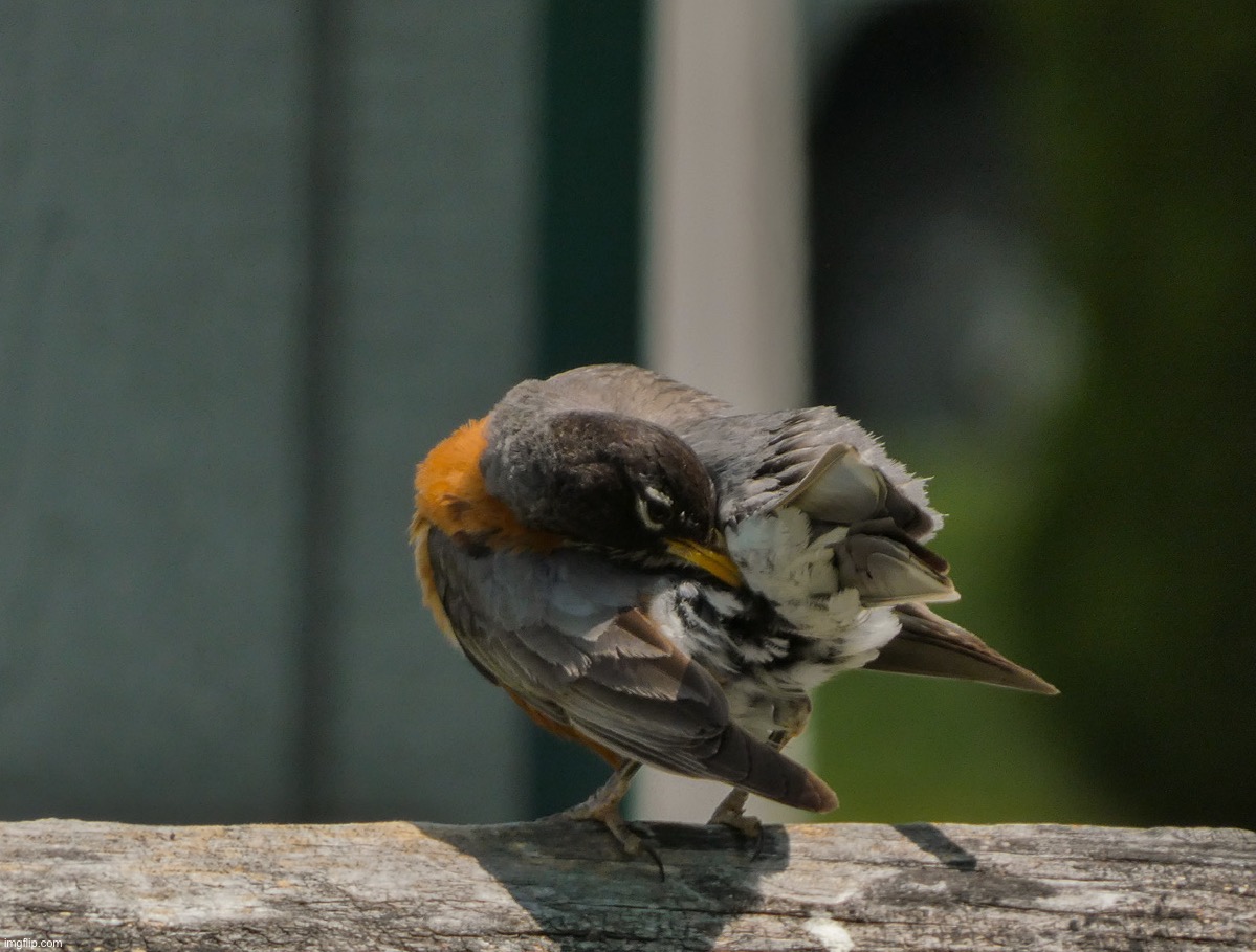 A robin preening itself | image tagged in share your own photos | made w/ Imgflip meme maker