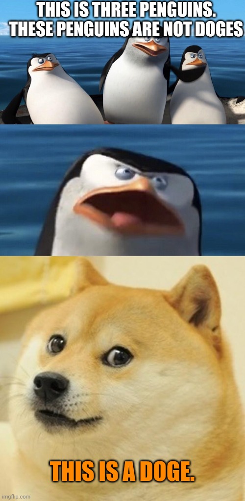 THIS IS THREE PENGUINS. THESE PENGUINS ARE NOT DOGES THIS IS A DOGE. | image tagged in wouldn't that make you,memes,doge | made w/ Imgflip meme maker