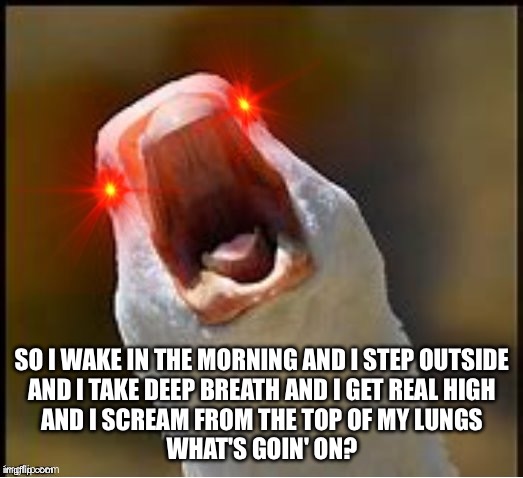 What’s going on | SO I WAKE IN THE MORNING AND I STEP OUTSIDE
AND I TAKE DEEP BREATH AND I GET REAL HIGH
AND I SCREAM FROM THE TOP OF MY LUNGS
WHAT'S GOIN' ON | image tagged in screaming duck 3,duck | made w/ Imgflip meme maker