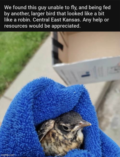 You stole a baby bird from its mother | image tagged in bird,bruh | made w/ Imgflip meme maker