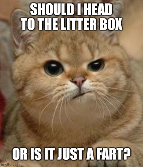 Suspicious cat | SHOULD I HEAD TO THE LITTER BOX; OR IS IT JUST A FART? | image tagged in suspicious cat | made w/ Imgflip meme maker