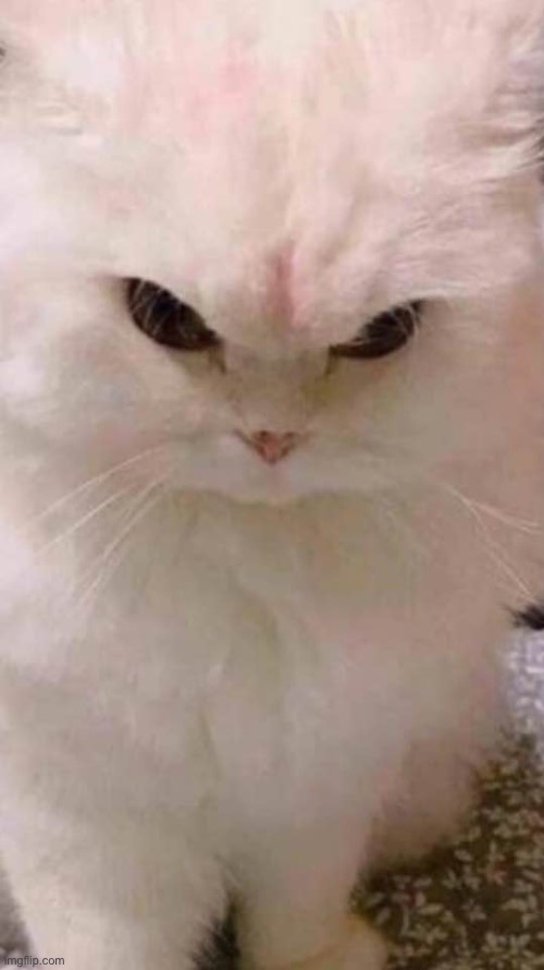 angry cat | image tagged in angry cat | made w/ Imgflip meme maker