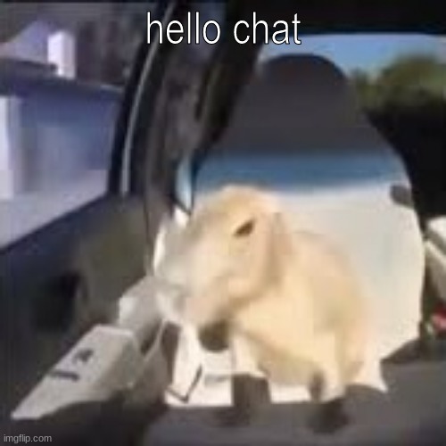 i live | hello chat | made w/ Imgflip meme maker