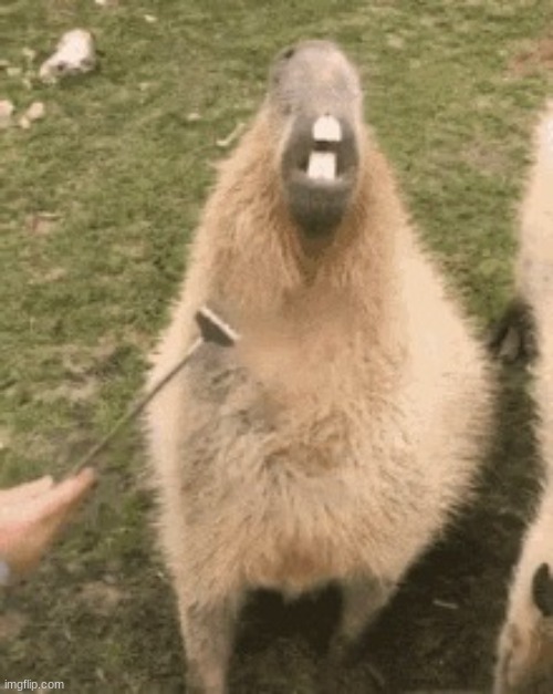 capybara | image tagged in capybara | made w/ Imgflip meme maker