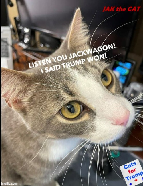 I SAID Trump won you JAK-WAGON | image tagged in i said trump won cats,jak the cat | made w/ Imgflip meme maker