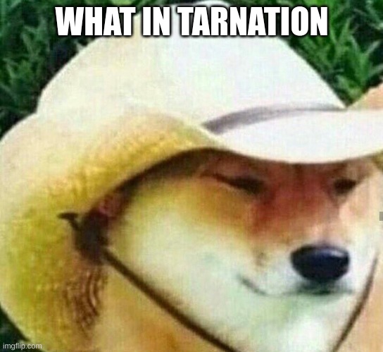 What in tarnation | WHAT IN TARNATION | image tagged in what in tarnation | made w/ Imgflip meme maker