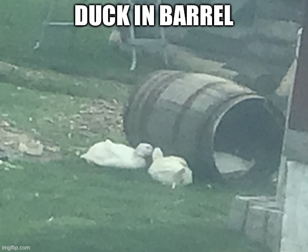 Duck in barrel | DUCK IN BARREL | image tagged in quack | made w/ Imgflip meme maker