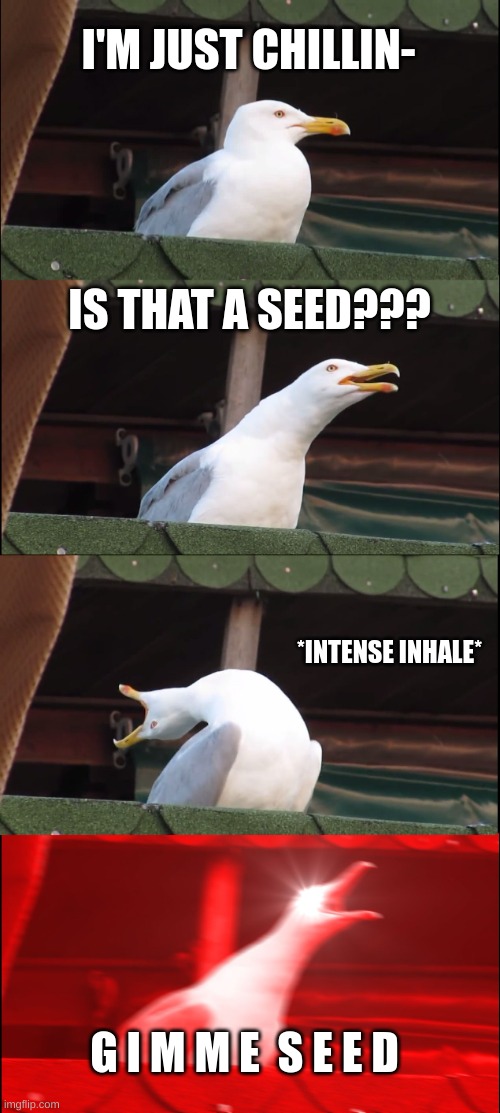 S E E D | I'M JUST CHILLIN-; IS THAT A SEED??? *INTENSE INHALE*; G I M M E  S E E D | image tagged in memes,inhaling seagull | made w/ Imgflip meme maker