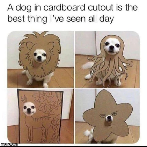 That squid cardboard cutout tho... XD | image tagged in dogs | made w/ Imgflip meme maker