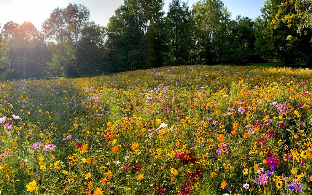 High Quality wildflower lawn Blank Meme Template