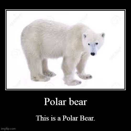 Polar Bear | Polar bear | This is a Polar Bear. | image tagged in funny,demotivationals | made w/ Imgflip demotivational maker
