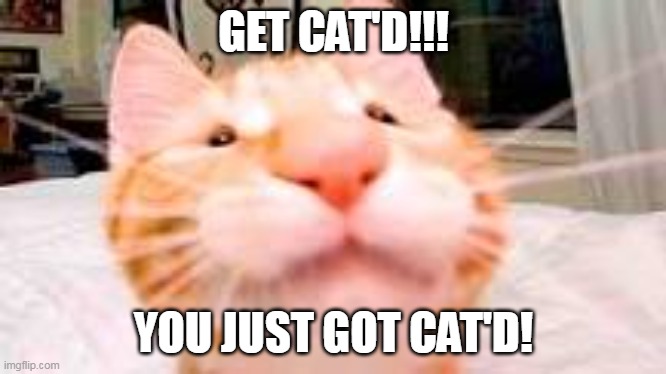 No ideas for the title | GET CAT'D!!! YOU JUST GOT CAT'D! | image tagged in cat,funny memes | made w/ Imgflip meme maker