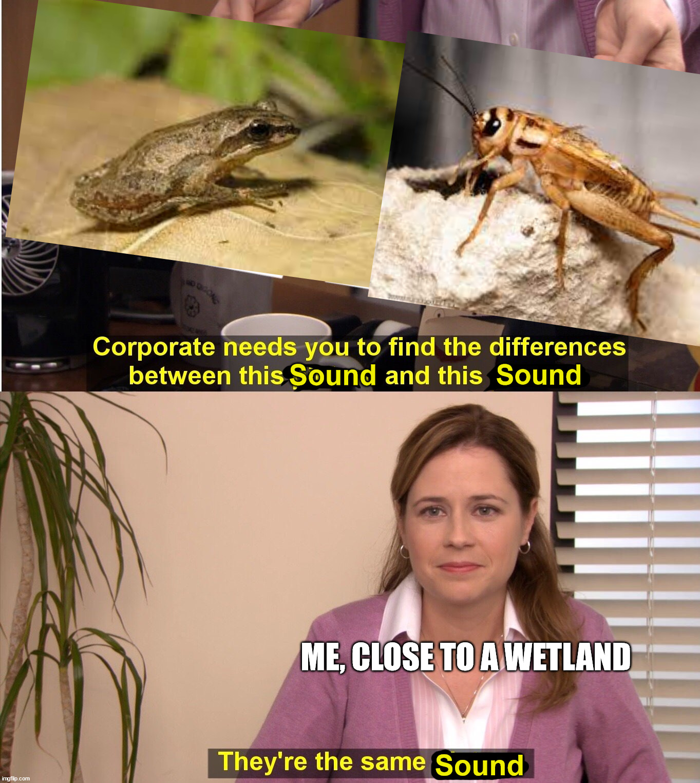 Chorus tree frog sound VS cricket sound | Sound; Sound; ME, CLOSE TO A WETLAND; Sound | image tagged in memes,they're the same picture,they're the same sound,frog,criquet,chorus tree frog sound vs cricket sound | made w/ Imgflip meme maker