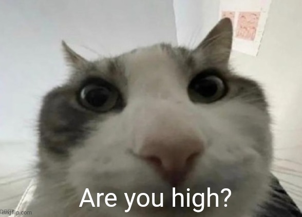 Are you high? Blank Meme Template