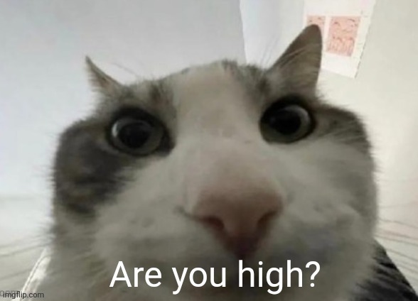 New temp | image tagged in are you high | made w/ Imgflip meme maker