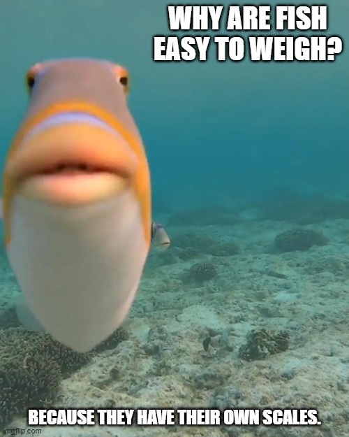 Daily Bad Dad Joke May 19, 2023 | WHY ARE FISH EASY TO WEIGH? BECAUSE THEY HAVE THEIR OWN SCALES. | image tagged in staring fish | made w/ Imgflip meme maker