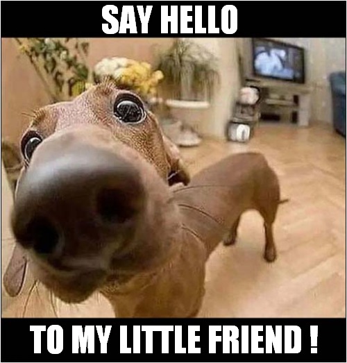 Friendly Dog On The Loose ! | SAY HELLO; TO MY LITTLE FRIEND ! | image tagged in dogs,friendly,say hello | made w/ Imgflip meme maker