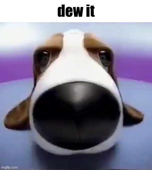 Staring Dog | dew it | image tagged in staring dog | made w/ Imgflip meme maker
