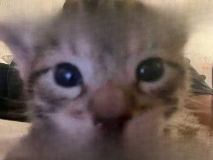 Cute kitten Blank Meme Template