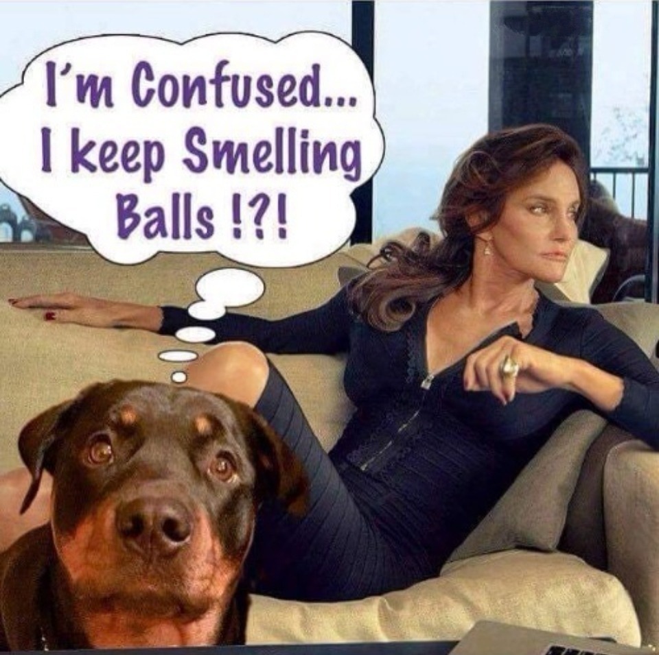 Ask any Rottweiler, Brucie. You're always gonna smell like balls! | image tagged in balls,tired of hearing about transgenders,bruce jenner,brucaitlyn jenner,caitlyn jenner,there are only 2 genders | made w/ Imgflip meme maker