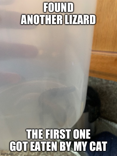 Larry | FOUND ANOTHER LIZARD; THE FIRST ONE GOT EATEN BY MY CAT | image tagged in tag | made w/ Imgflip meme maker