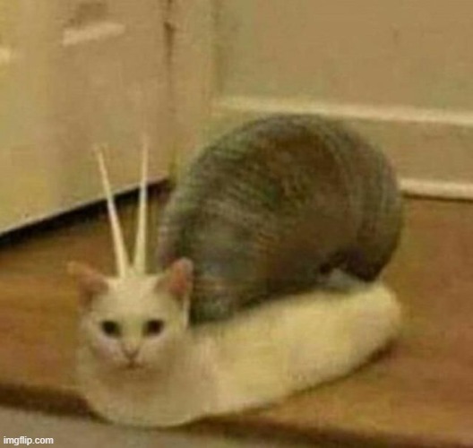 snail cat | image tagged in funny meme,funny cats,cursed image | made w/ Imgflip meme maker