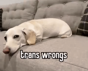 High Quality Trans wrongs Blank Meme Template