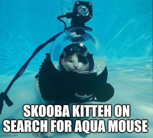 Cats | SKOOBA KITTEH ON SEARCH FOR AQUA MOUSE | image tagged in water | made w/ Imgflip meme maker