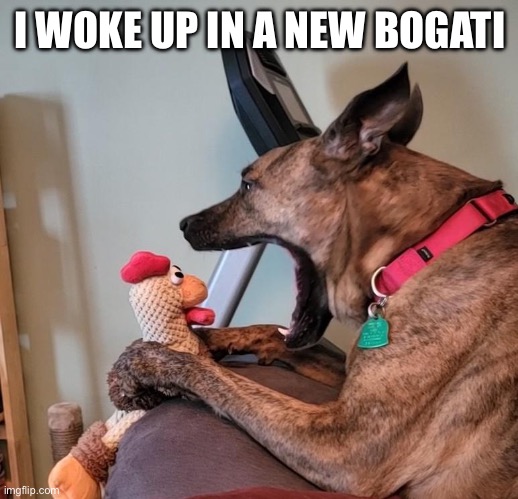 Yelling dog | I WOKE UP IN A NEW BOGATI | image tagged in yelling dog | made w/ Imgflip meme maker