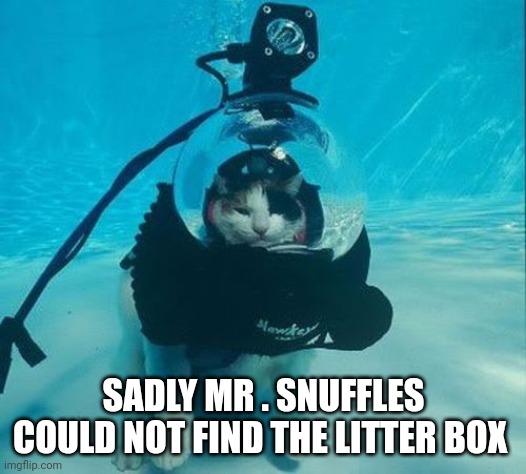 Cat | SADLY MR . SNUFFLES COULD NOT FIND THE LITTER BOX | image tagged in cats | made w/ Imgflip meme maker