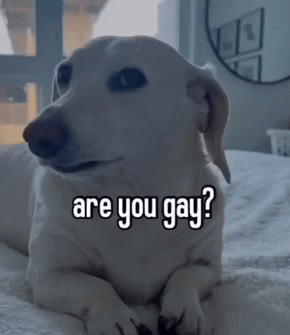 Homophobic dog Blank Meme Template