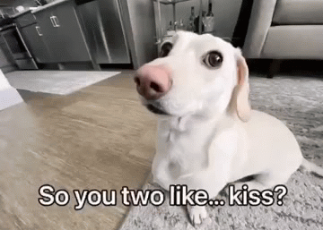 Homophobic dog Blank Meme Template