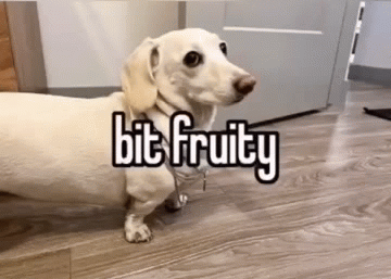 Homophobic dog Blank Meme Template