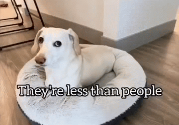 Homophobic dog Blank Meme Template