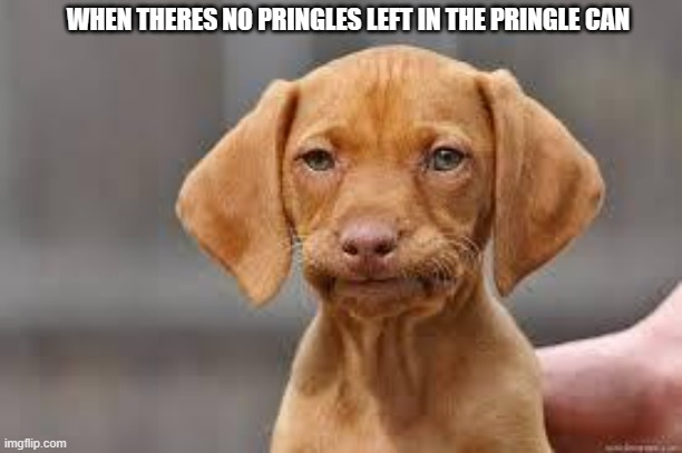 When theres no pringles in the can :( | WHEN THERES NO PRINGLES LEFT IN THE PRINGLE CAN | image tagged in disappointed dog,pringles | made w/ Imgflip meme maker