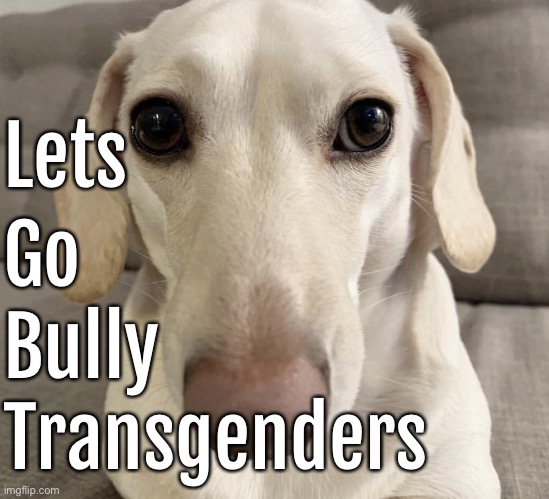 homophobic dog | Lets; Go; Bully; Transgenders | image tagged in homophobic dog | made w/ Imgflip meme maker