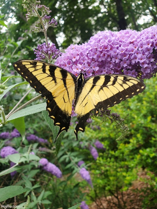 Butterfly on wisteria | image tagged in photo,butterfly | made w/ Imgflip meme maker