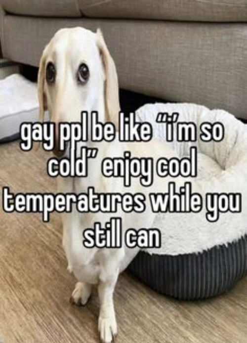 High Quality Homophobic dog Blank Meme Template