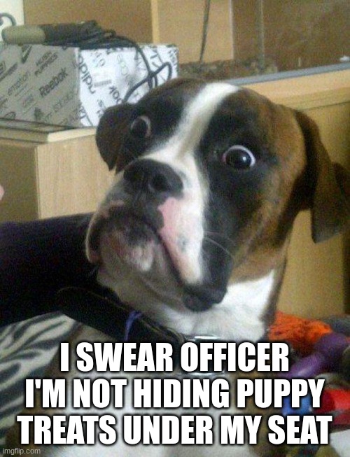 Blankie the Shocked Dog | I SWEAR OFFICER I'M NOT HIDING PUPPY TREATS UNDER MY SEAT | image tagged in blankie the shocked dog | made w/ Imgflip meme maker