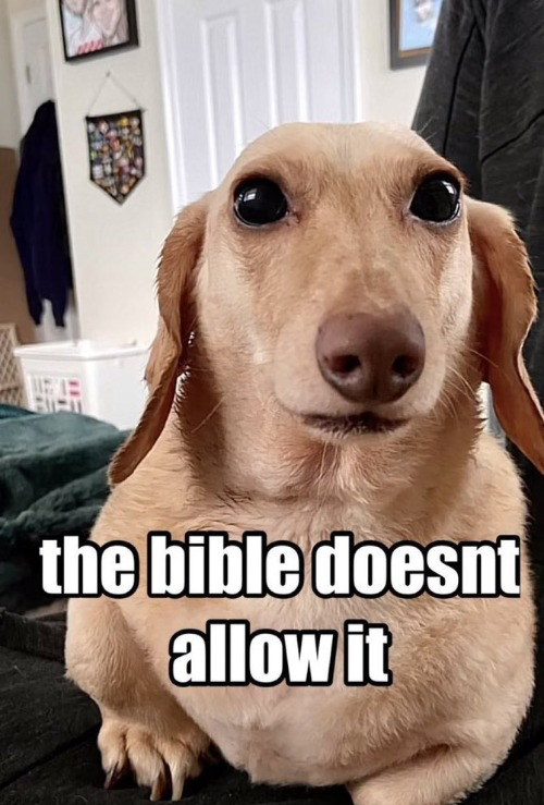 Homophobic dog Blank Meme Template