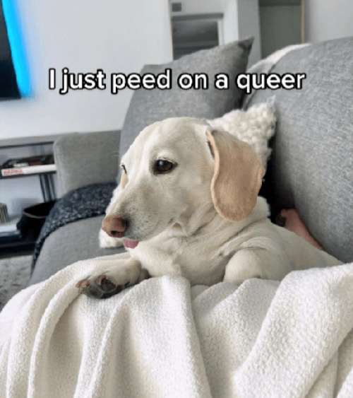 Homophobic dog Blank Meme Template