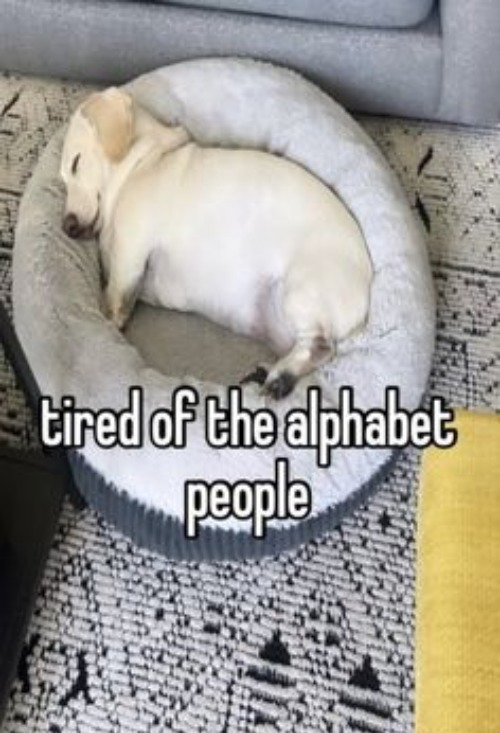 Homophobic dog Blank Meme Template