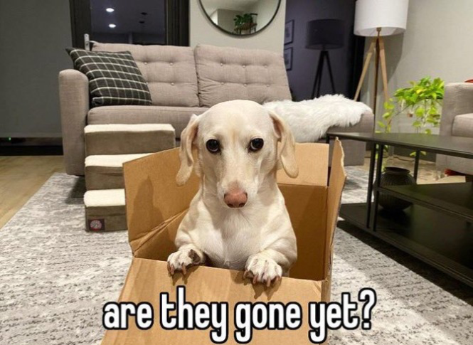 Homophobic dog Blank Meme Template