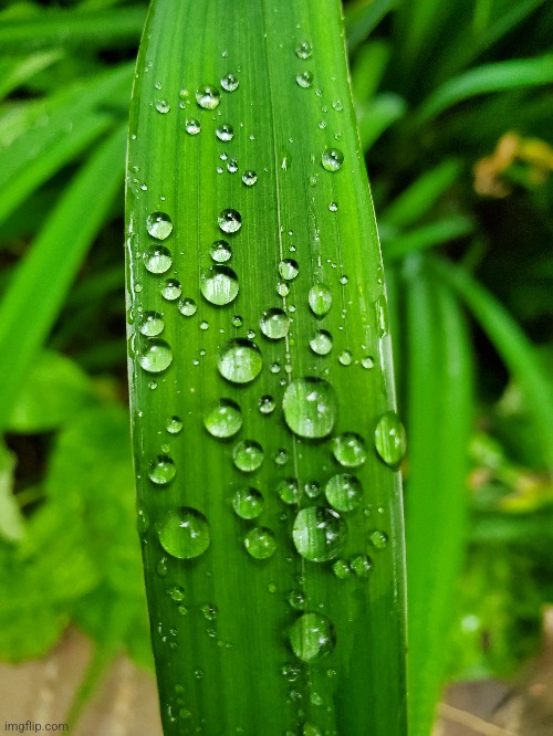 Water on leaf | image tagged in photo | made w/ Imgflip meme maker