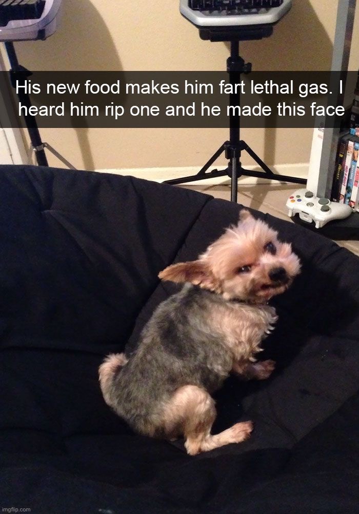 image tagged in memes,funny,dogs | made w/ Imgflip meme maker
