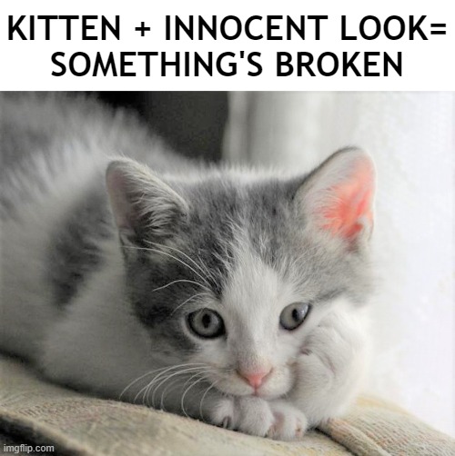 Kitten Day | KITTEN + INNOCENT LOOK=
SOMETHING'S BROKEN | image tagged in kittens,cute kittens,cute kitten | made w/ Imgflip meme maker