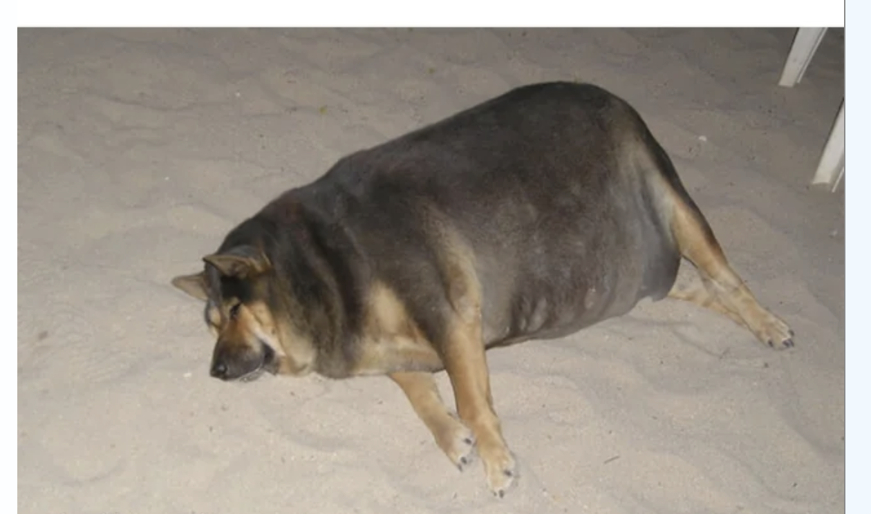 bloated dog Blank Meme Template